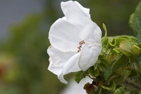 White flower in flora