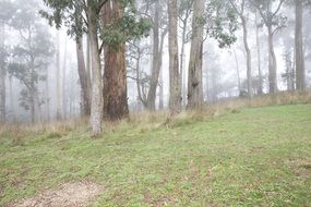 misty forest in australia