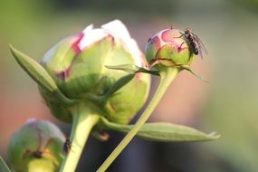 fly on a closed flower bud in the garden