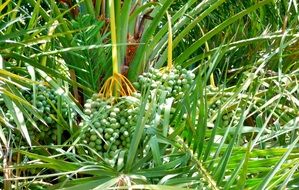 fruit of date palm tree