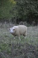 white sheep on meadow near forest