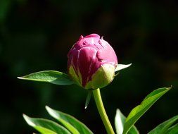 peony bud flora