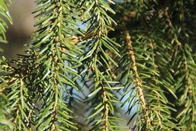 wonderful pine needles