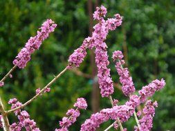pink Daphne flowers on a green tree background