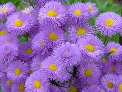 wonderful violet aroma flower