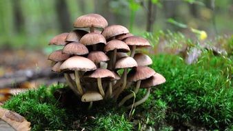 mushroom bush on green grass