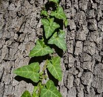 Ivy on the tree