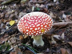 fly agaric white poison spots