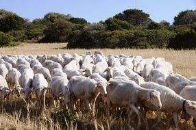 sheep flock in Sardinia