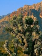 cactus park ,vegas
