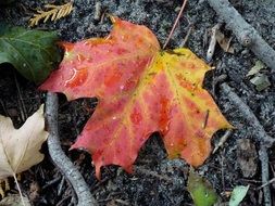 Red maple leaf in autumn