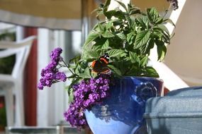 terrific purple lila flowers in a pot