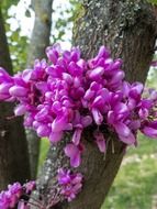 magenta tree flower
