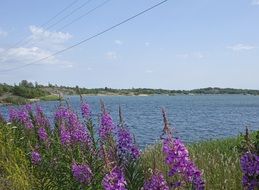 purple flowers near the lake