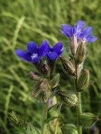 terrific blue flower