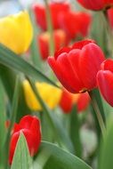 red and yellow tulips in the garden