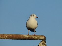 gorgeous bird seagull