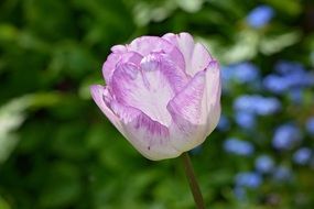 purple tulip close-up on blurred background
