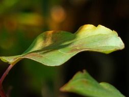 leaves in the morning sun