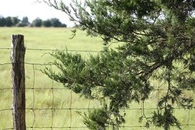 green cedar tree near the fence