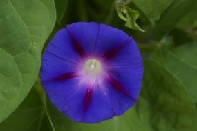 blue vetch flower