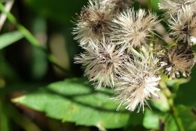 fluffy wild plant in the forest