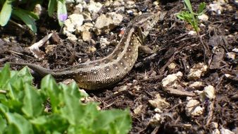 closeup photo of sand lizard in wildlife
