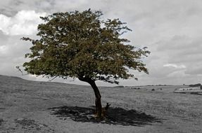 tree in the field in monochrome image