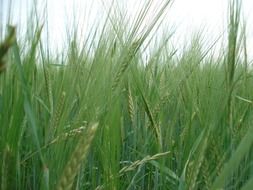 ripening wheat field on a blurred background