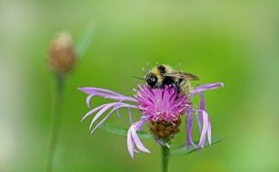 bee on the flower macro shot
