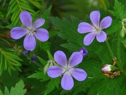 cranesbill blue flower blossom