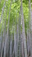 landscape of the bamboo forest