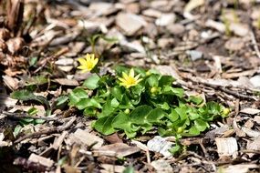 Yellow celandine flower early spring