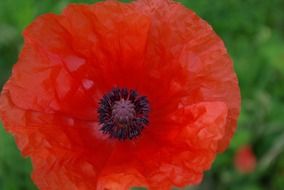 poppy blossom closer view