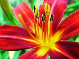 pistils of bright red lily close-up