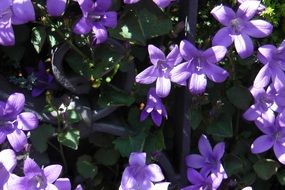 purple flowers in the garden