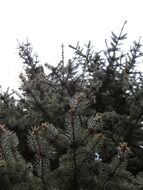 green spiny conifer