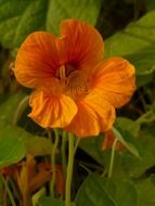 Orange nasturtium close up
