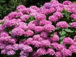 extraordinarily beautiful pink flowers