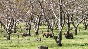 extraordinarily beautiful sheeps