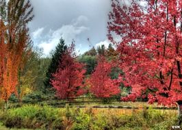 pink, orange and green trees in the autumn forest