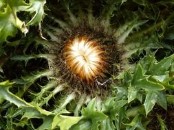 silver thistle in nature