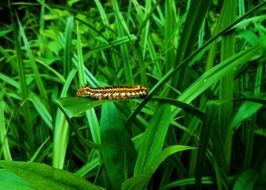 Caterpillar on grass