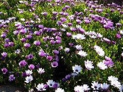 Osteospermum is a flower of the genus asters
