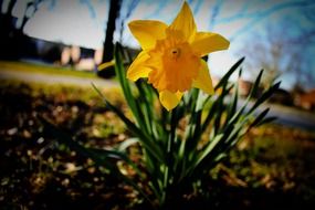 daffodil on a bush close up