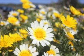 flower daisy field