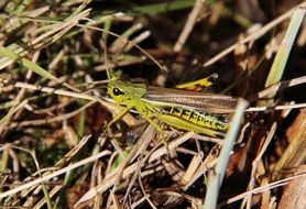 green grasshopper in summer nature