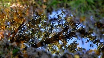 leaves of an autumn tree