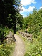 old stone bridge in a forest