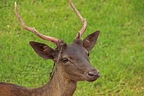 photo of deer with horns